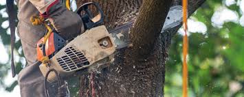 Best Tree Disease Treatment  in Port Washington, WI