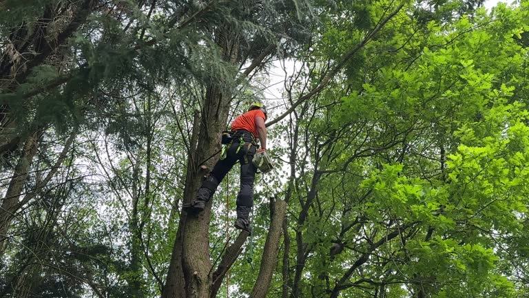 Reliable Port Washington, WI  Tree Services Solutions